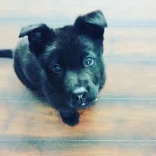 Walter Our 8 Wk Old Black German Shepard Puppy German Shepard Puppies Black German Shepard Shepherd Puppies