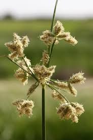 Image result for Bolboschoenus