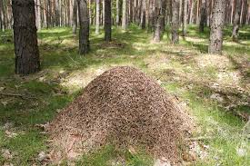 Bei näherer betrachtung sieht man dann die vielen ameisen. Ameisen Nabu