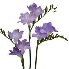 Lavender Freesia Flower Fiftyflowers Com Freesia Flowers Shade Flowers Flower Landscape