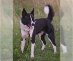 On wuuff all the puppies for sale are raised by experienced breeders who are focused on the three pillars of quality, health and love for their dogs. Karelian Bear Dog Puppies For Sale In Usa Page 1 10 Per Page Puppyfinder Com