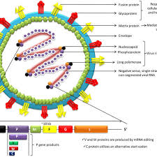 Different capsid types in virus structure 2) icosahedral capsids: Structure Of Nipah Virus Download Scientific Diagram