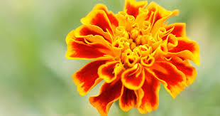 If possible, plant your marigolds on a cloudy day or in the morning; How To Plant And Care For Marigolds House Method