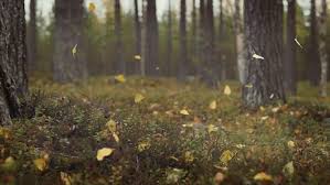 Discover and share the best gifs on tenor. Are You Waiting For Someone To Change Reaching Life Goals Aesthetic Gif Gif Nature