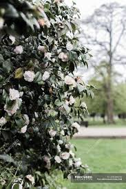 Camellia bush pictures | camellia bush baught this bush for my yard! Close Up Of A White Camellia Bush In A Park United Kingdom Tranquility Outdoors Stock Photo 238384516
