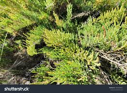 Image result for Sarcocornia