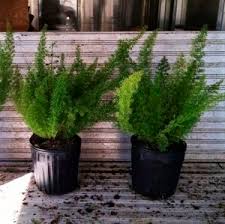 This beautiful house plant is easy to grow. Perennial Green Plant Foxtail Fern Naturehills For Pots For Gardens Deer Resistant