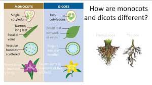 Differences between Monocots and Dicots | Parts of a flower, Taproot,  Different
