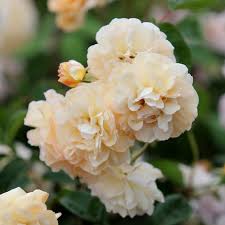 Height of 8' to 12' (245 to 365 cm). Buy Rose Buff Beauty Hybrid Musk Rosa Buff Beauty 29 99 Delivery By Crocus