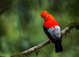 47 Amazon Rainforest Animals Ecuador S Monkeys Birds Fish Reptiles Mammals Amphibians In 2020 Rainforest Animals Amazon Rainforest Animals Ecuador Animals