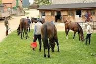 Image result for Mrs Henrietta Biddlecome (Knight)