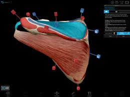 Vocal anatomy apps this free report features the best vocal anatomy apps that you can use in your singing lessons or group classesthe report covers apps for skeleton and buy a treatise on anatomy: Best 10 Anatomy Apps Last Updated March 10 2021
