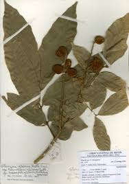 Image result for Glenniea africana