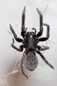 Spiders in backyard, see how they build webs, where and when to find spiders. Black House Spider Wikipedia