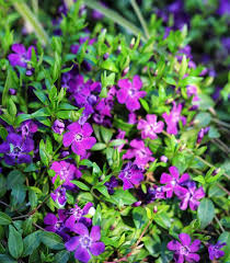 Image result for Vinca minor