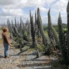Image result for Echium