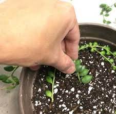 It might seem unusual to imagine but the string of pearls is also used as a groundcover. 3 Ways To Propagate String Of Pearls And String Of Bananas Succulent Plant Care