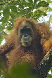 24 Amazing Animals That Are Almost Extinct Animal Species Animals Endangered