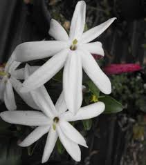 Image result for Jasminum multipartitum