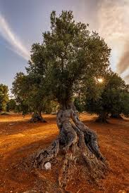Pin By Jean Clarke On Nature Tree Photography Olive Tree Beautiful Tree
