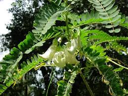 Image result for Sesbania grandiflora