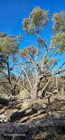 Image result for Eucalyptus torelliana