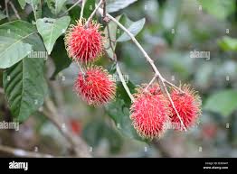 Image result for Sapindaceae