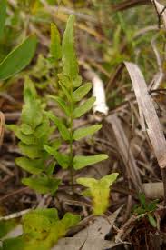Image result for Lindsaea ensifolia