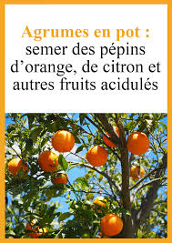Agrumes Semer Des Pepins D Orange De Citron Et Autres Fruits Acidules Faire Germer Des Graines Jardin Fruitier Agrumes