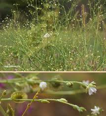 Image result for Limeum