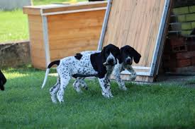 Image result for auvergneský ohař