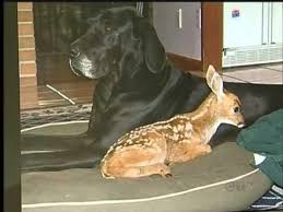 Dog And Deer Share Unusual Lovestory Unusual Animal Friends Dog Friends Animals Friendship