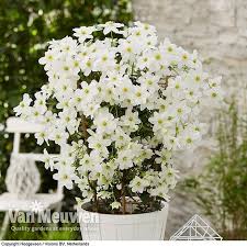 Check spelling or type a new query. Clematis X Cartmanii Avalanche Van Meuwen