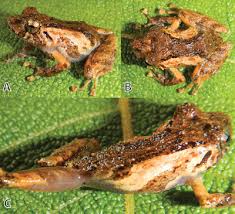 Image result for Sabicea bequaertii