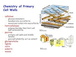 Maybe you would like to learn more about one of these? Plant Cell Walls Chapter 3 Where Is The Cell Wall Of Plant Cells Located A Inside The Plasma Membrane B Outside The Plasma Membrane C Between The Plasma Ppt Download