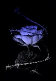 Gothic Black And Blue Roses Pin On Ect Ect Unlimited