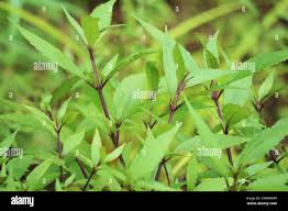 Image result for Lippia somalensis