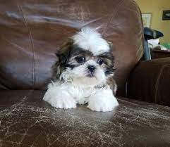 Shih Tzu Puppy For Sale In Los Angeles Ca Adn 31902 On Puppyfinder Com Gender Female Age 8 Weeks Old Shihtzu Shih Tzu Puppy Shih Tzu Dog Puppies