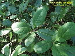 Image result for Terminalia mollis