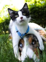 Googydog Com Hayvanlar Sevimli Kediler Kedi