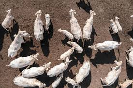 Raiva Bovina: atente-se aos sintomas e riscos da doença à saúde do rebanho  - Central Veterinária