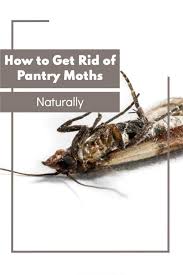 This includes food that you can see the pantry moths in, as well as any other opened. How To Get Rid Of Pantry Moths Keep Them Away Housewife How Tos