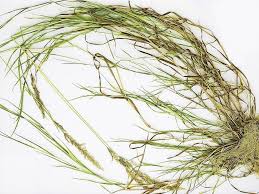Image result for Agrostis