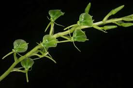 Image result for Liparis epiphytica