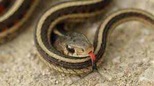 Garter snakes prefer tall grass, marshland (near water), forested areas. Kansas Herpetofaunal Atlas