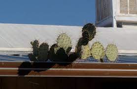 The cactus cats tickets are selling out. A Cactus On The Roof Committee On Home Missions And Church Extension