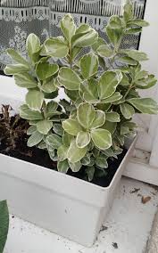We did not find results for: What Is This Small Shrub With Variegated Glossy Ovate Leaves Gardening Landscaping Stack Exchange
