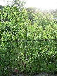 .vivant tressé en tressage losanges vente directe du producteur d'osier osiericulteur, osiericulture raisonnée a villaines les rochers 37190 vente d'osier les brins s'enracinent en quelques semaines et se couvrent peu a peu de feuilles au printemps. Tresser L Osier Vivant Pour Decorer Et Amenager Le Jardin