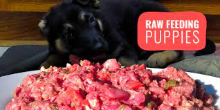 Check spelling or type a new query. Raw Feeding Puppies How To Guide Risks Benefits Faq