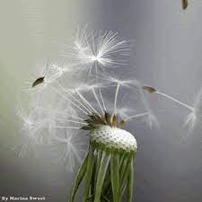 Make A Wish Gif Flowers Dandelion Dandelion Wish